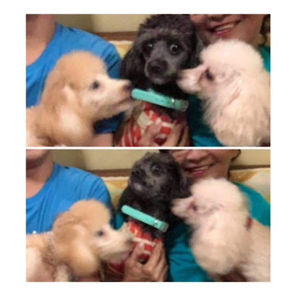 Meet your Posher, Sam - Picture 1 of 1